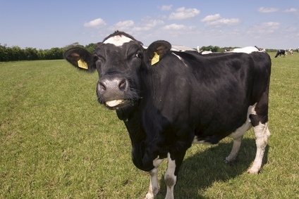 Ireland eyes Asian beef exports - Just Food