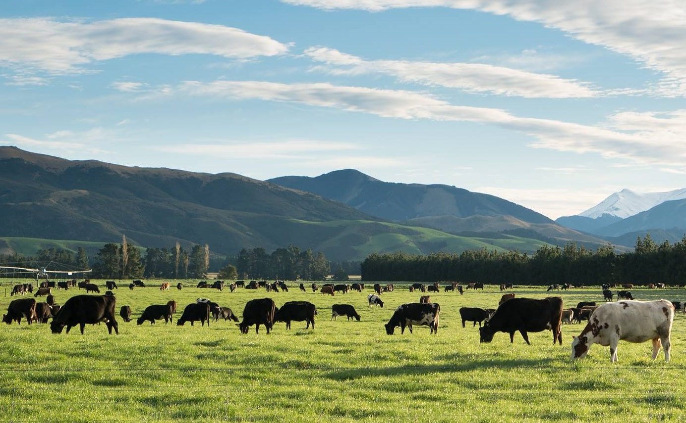 https://www.just-food.com/wp-content/uploads/sites/28/2021/11/Keytone-Dairy-cows-grazing-in-New-Zealand-e1636549225701.jpg