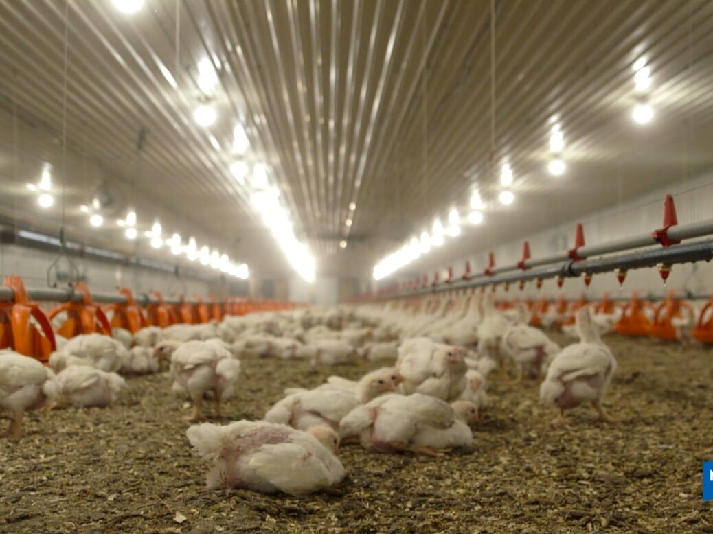 Maple Leaf plans to near poultry web site as new plant comes on circulate