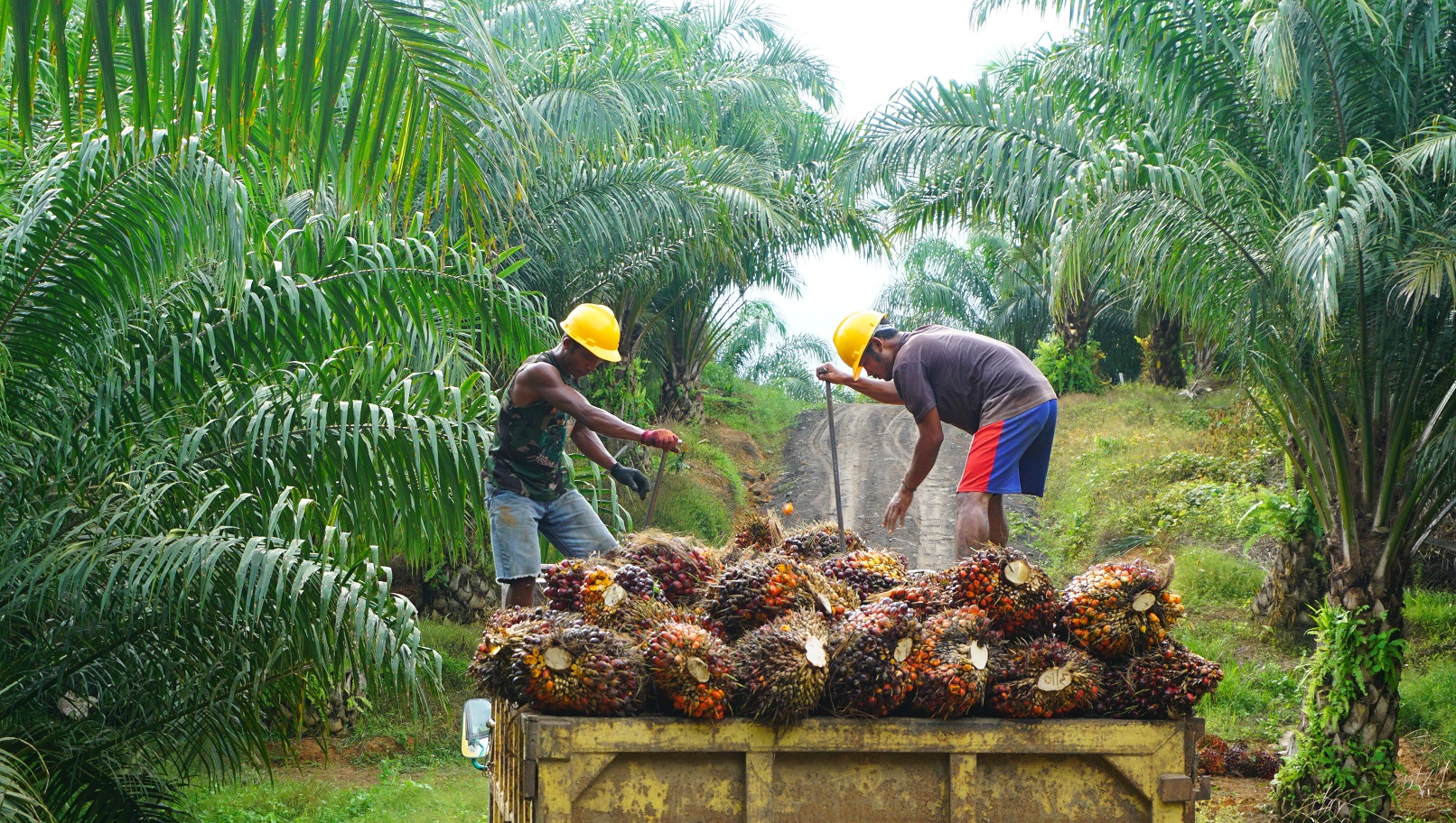 Indonesia Palm Oil Export Ban May Be Partial