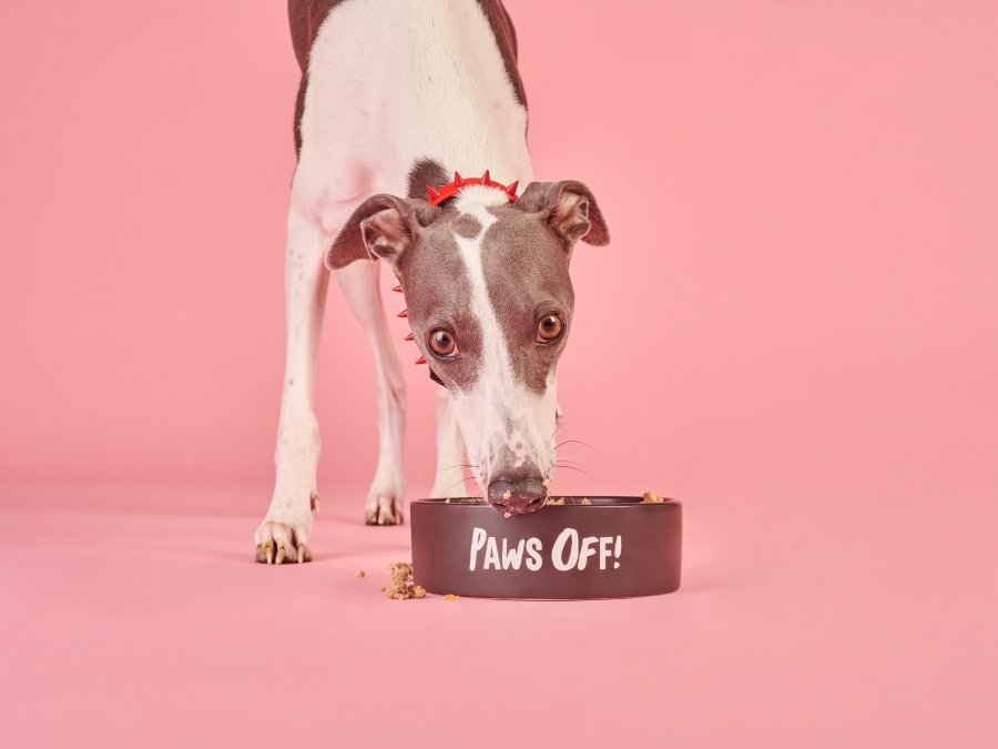 A dog eating a bowl of Tuggs pet food against a pink background