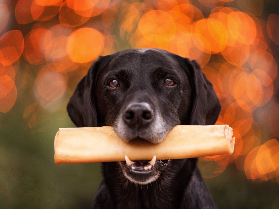 A black labrador holds a hew in its mouth with a bluured bokeh background in orange and green