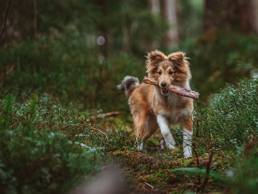 A dog holds a chew in its mouth in the forest