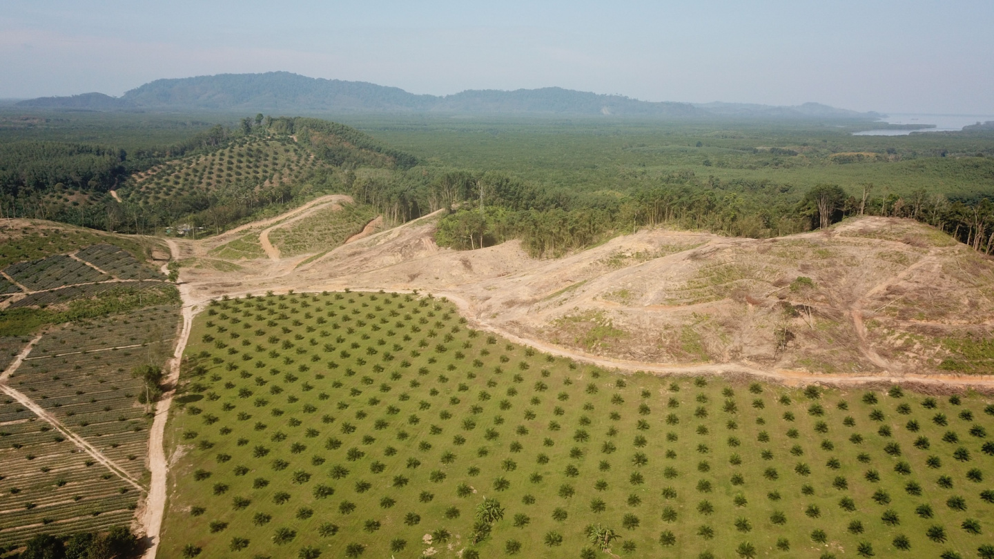 Companies need to prepare for stricter EU deforestation rules