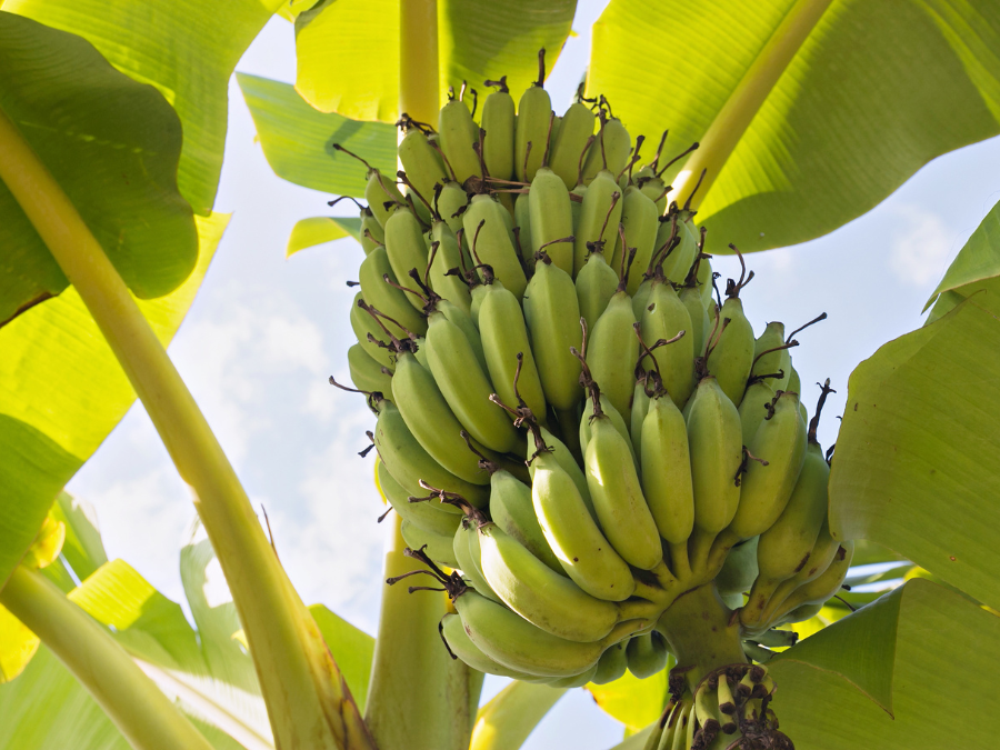 Banana grower Mackays ‘entire operations’ up for sale - Just Food