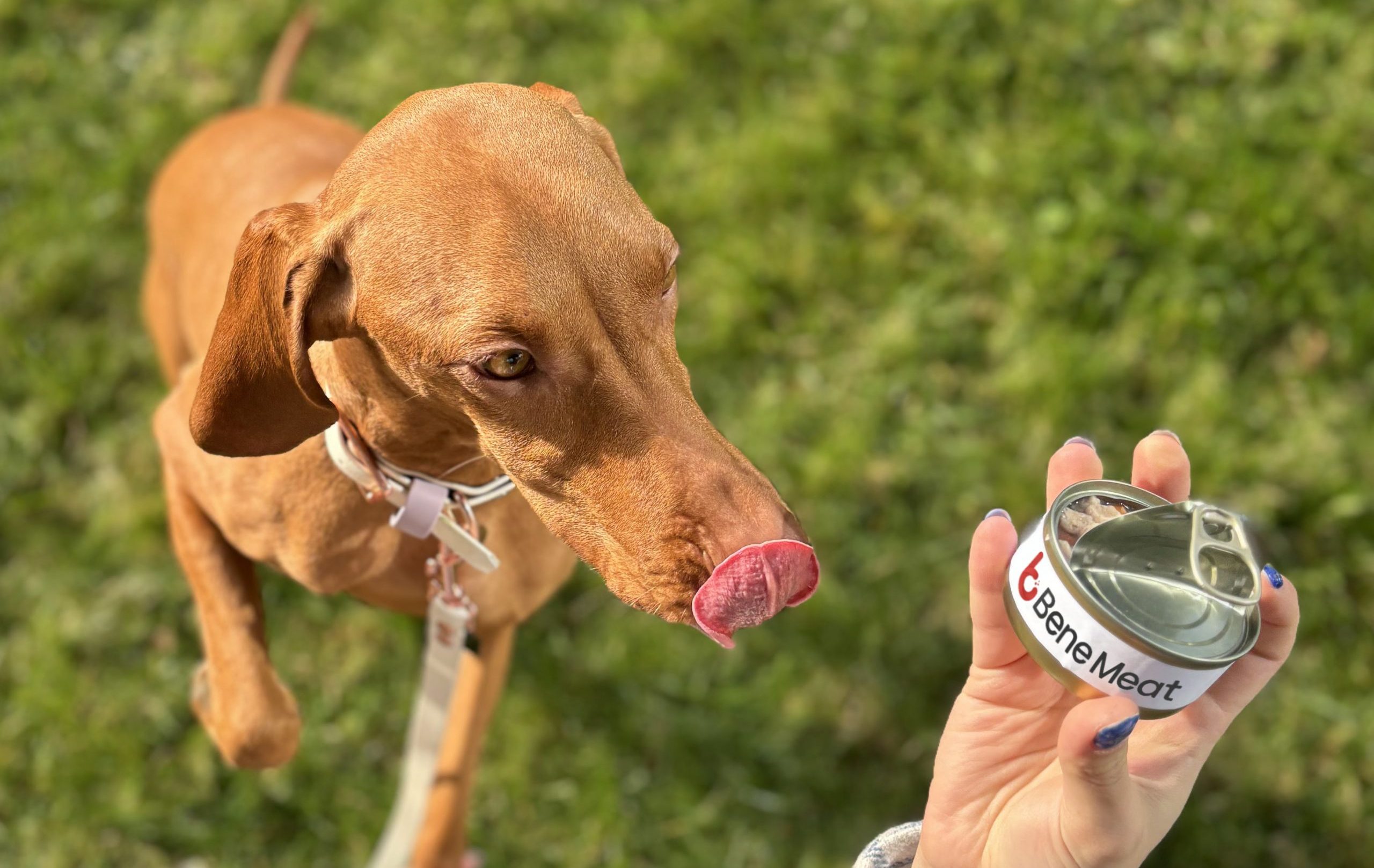 Will pet food be the first port of call for lab-grown meat?