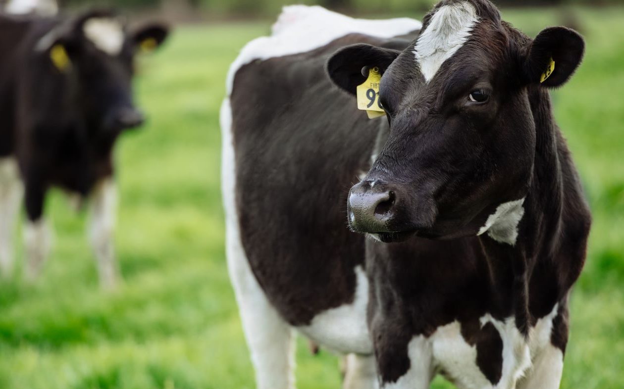 Nestlé to make extra sustainability payments to Fonterra farmers