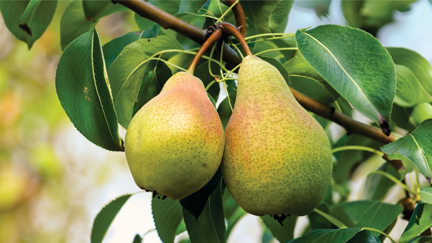 Staay Food Group buys Dutch pear grower