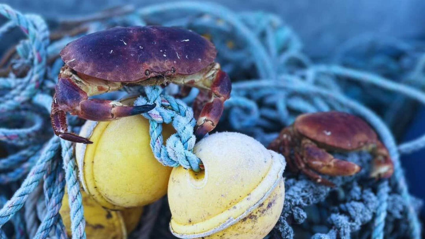 New England Seafood International snaps up UK crab company