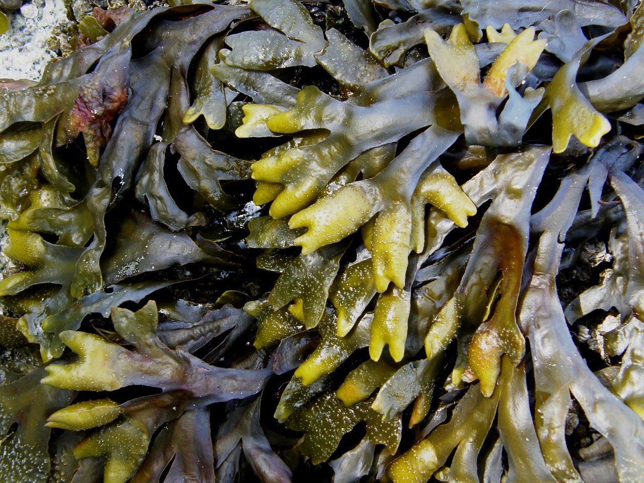 Akua pulls plug on kelp-alternative protein business