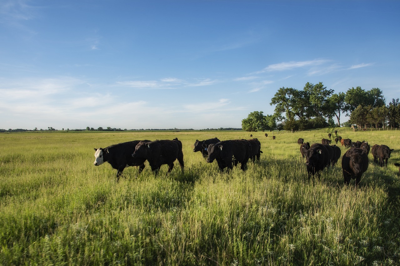 Ireland’s ABP Food gains access to South Korea beef market