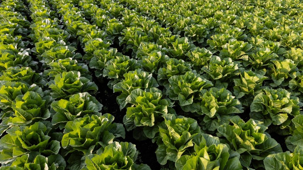 Field of rows romaine lettuce