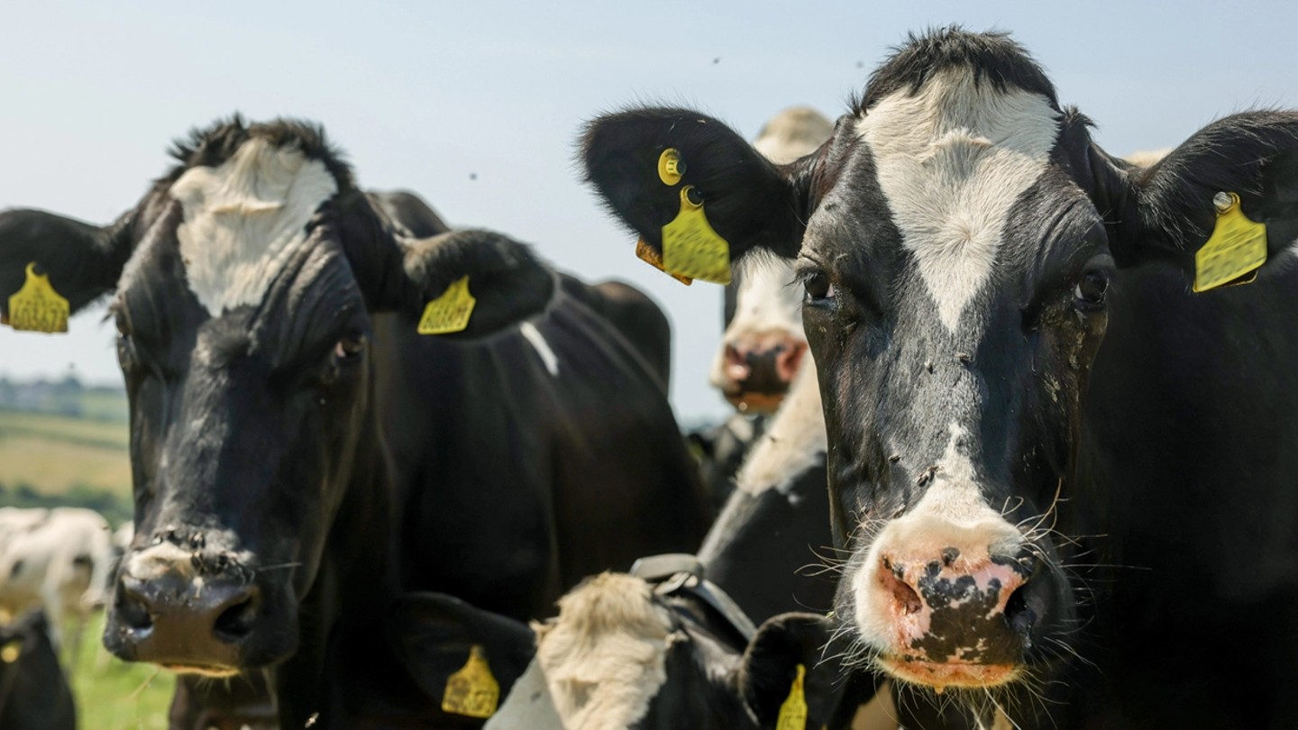 Arla and Müller unite with Tesco to drive on-farm sustainability