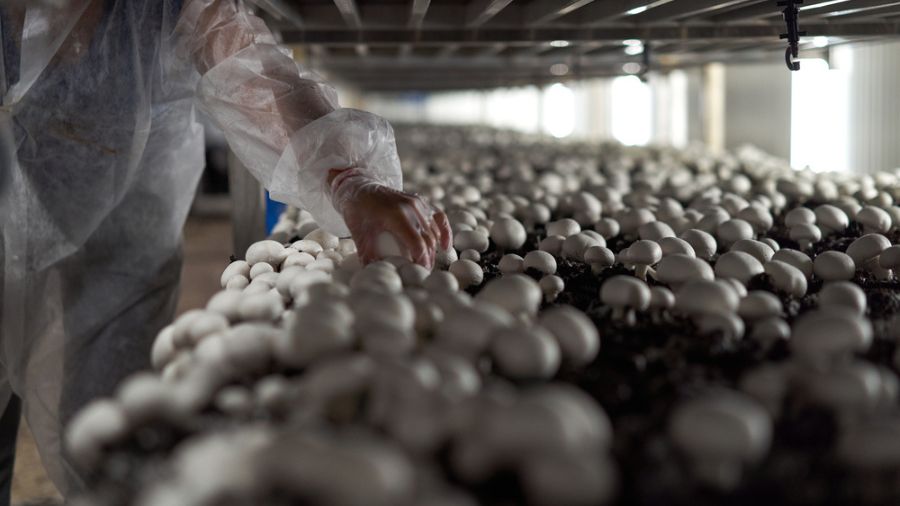 Ireland’s Walsh Mushrooms to build new UK facility