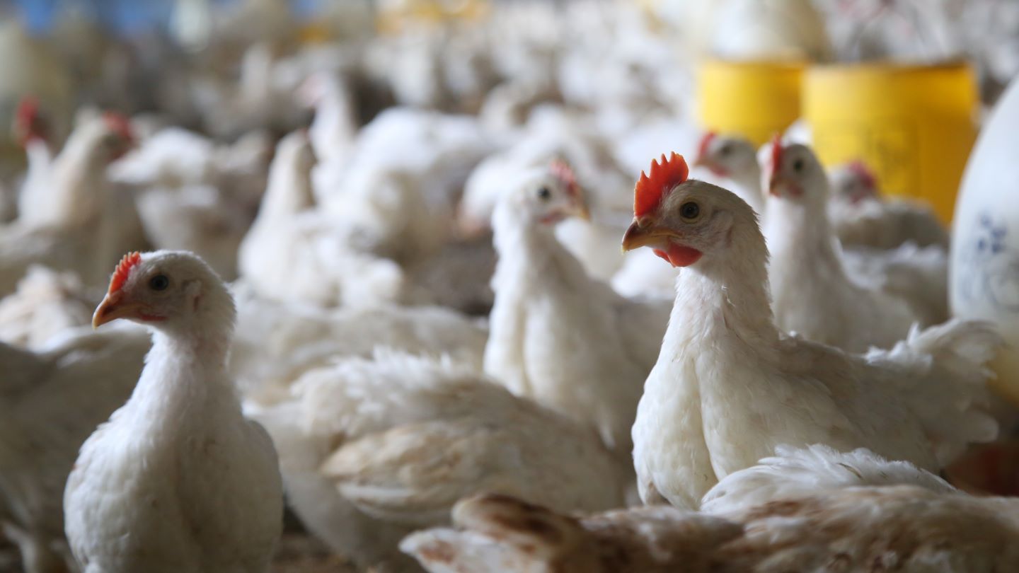 MHP nabs stake in Spanish poultry processor Uvesa  